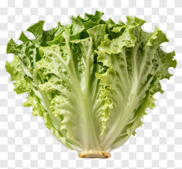 Fresh Green Lettuce PNG