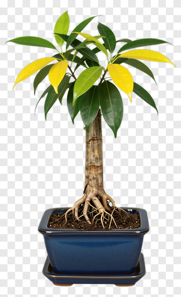 Bonsai Tree With Green And Yellow Leaves PNG