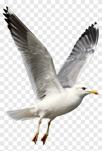 Seagull Flying With Open Wings PNG