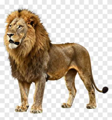 Realistic Lion With Majestic Mane PNG