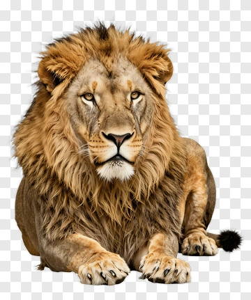 Realistic Lion Lying Down PNG