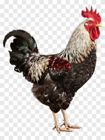 Rooster Standing Proudly PNG