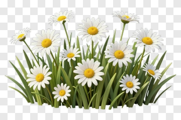 Flower Bouquet Of White Daisies PNG