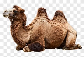 Camel Sitting In A Relaxed Pose PNG