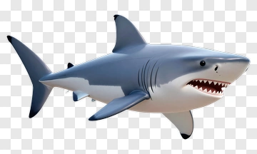 Cartoon Shark PNG
