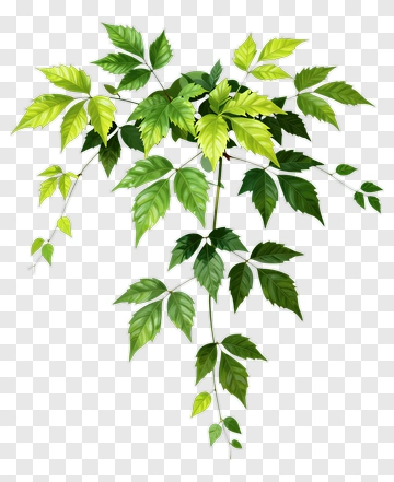 Green Leafy Vine PNG