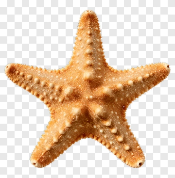 Starfish On A Transparent Background PNG