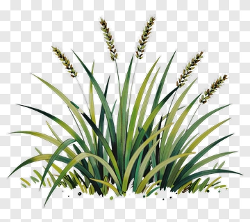 Green Grass With Wheat Stalks PNG