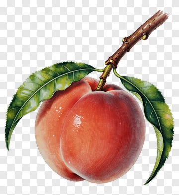 Peach With Leaves And Stem PNG