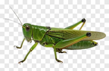 Green Grasshopper PNG