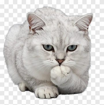 Gray Cat With Blue Eyes PNG