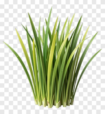 Green Grass Bunch PNG