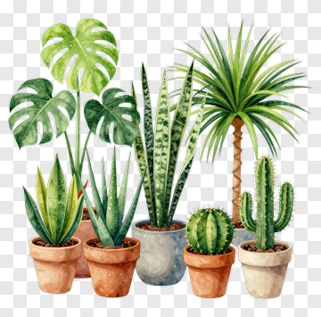 Collection Of Potted Indoor Plants PNG
