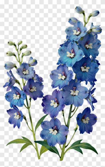 Blue Delphinium Flowers PNG