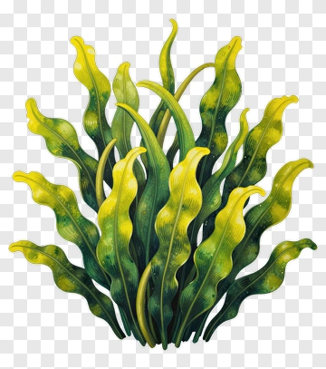 Colorful Seaweed Plant PNG