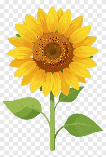 Sunflower With Green Leaves PNG