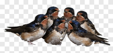 Group Of Swallows Together PNG