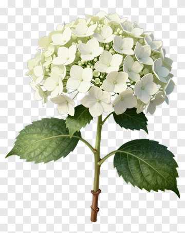 White Hydrangea Flower PNG