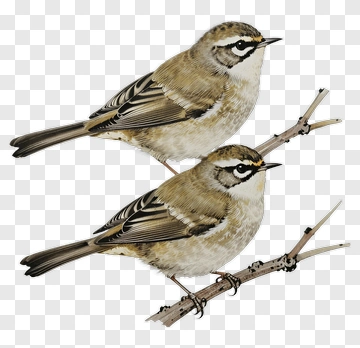 Brown Birds Perched On Branches PNG