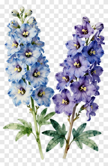 Watercolor Blue And Purple Delphinium Flowers PNG