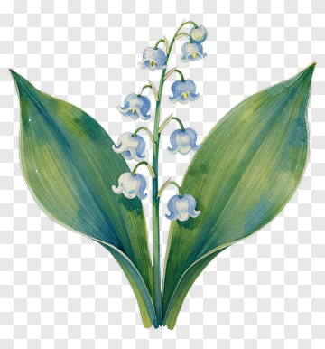 Watercolor Lily Of The Valley Flower PNG