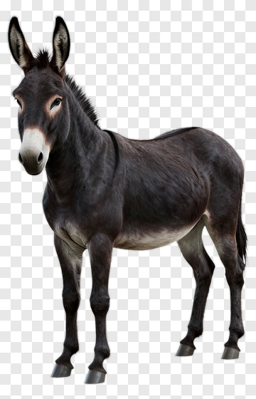 Realistic Donkey Standing PNG