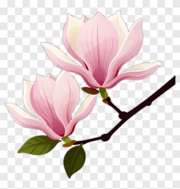 Pink Magnolia Flowers On A Branch PNG