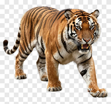 Realistic Tiger Walking PNG