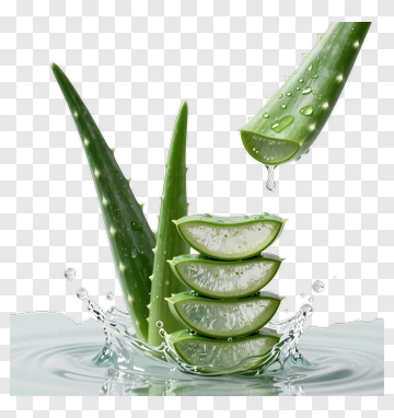 Aloe Vera Slices Splashing In Water PNG