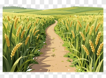 Path Through A Wheat Field PNG