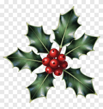 Holly Plant With Red Berries PNG