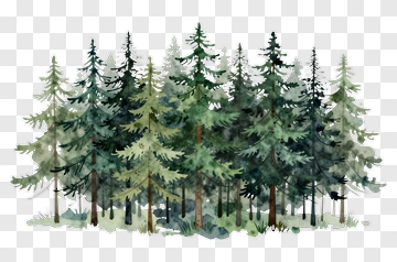 Watercolor Forest Of Evergreen Trees PNG