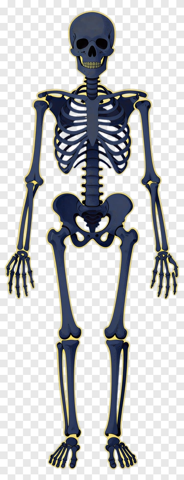 Cartoon Skeleton PNG