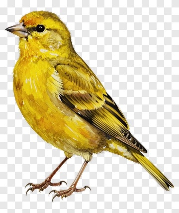 Yellow Bird PNG