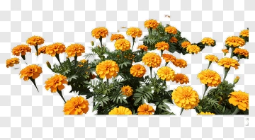 Colorful Marigold Flowers PNG