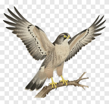 Peregrine Falcon Perched On A Branch PNG