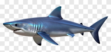 3D Shark Swimming PNG