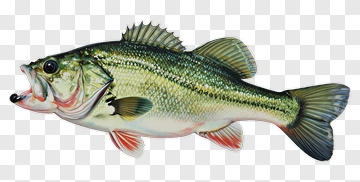 Largemouth Bass Fish PNG