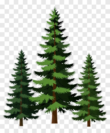 Pine Trees PNG