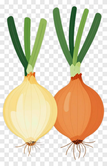 Onion With Green Tops PNG