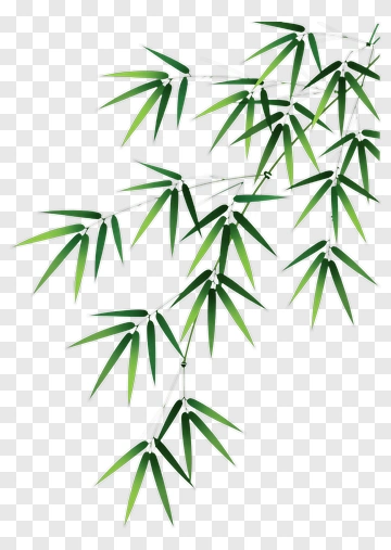 Bamboo Leaves PNG
