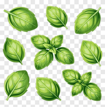 Basil Leaves Arrangement PNG