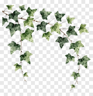 Ivy Vine PNG