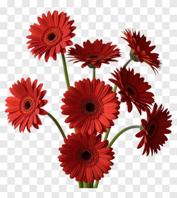 Red Gerbera Flowers Bouquet PNG