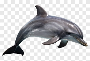 Realistic Dolphin Swimming PNG