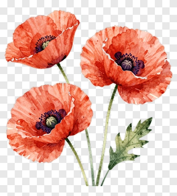 Watercolor Poppy Flowers PNG