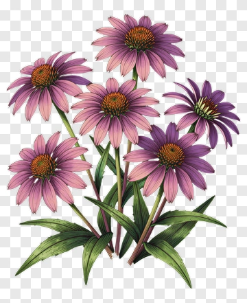 Colorful Echinacea Flowers PNG