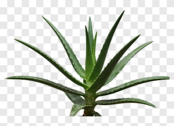 Aloe Vera Plant PNG