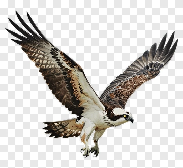 Osprey In Flight PNG