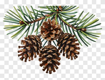 Pine Cones On A Green Pine Branch PNG
